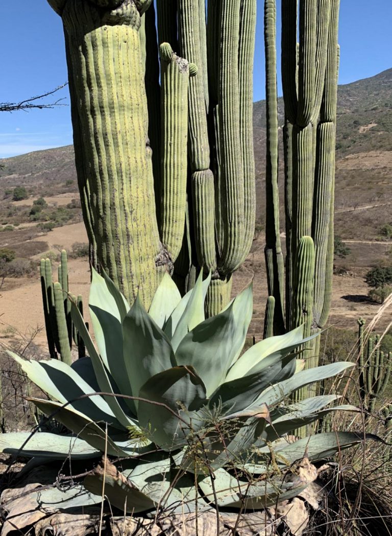The Mixteca Region of Puebla and Oaxaca | San Francisco Succulent ...