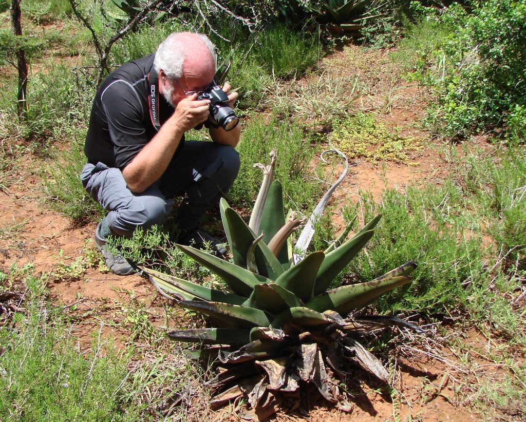 Tony Roberts photographing Gasteria exelsa in habitat