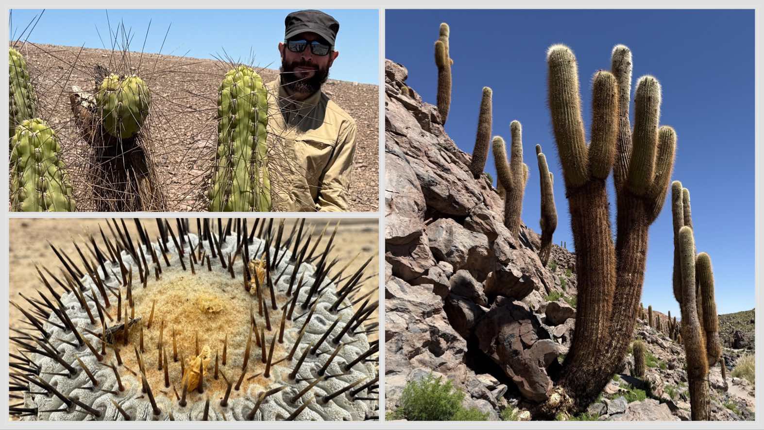 Szymon Szary and atacama-native cacti