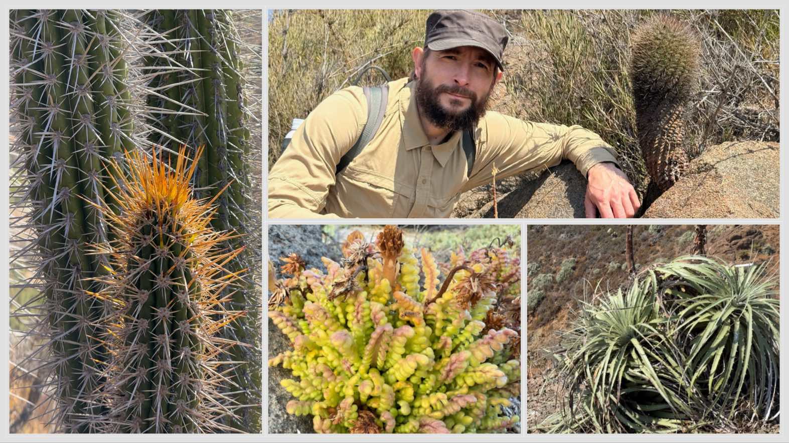 Szymon with Atacama native cacti and other plants