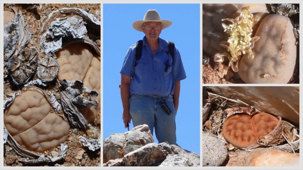 Peter with Lithops
